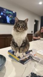 Lost Male Cat last seen Park Blvd, Parkview Elementary, Glen Ellyn, IL 60137