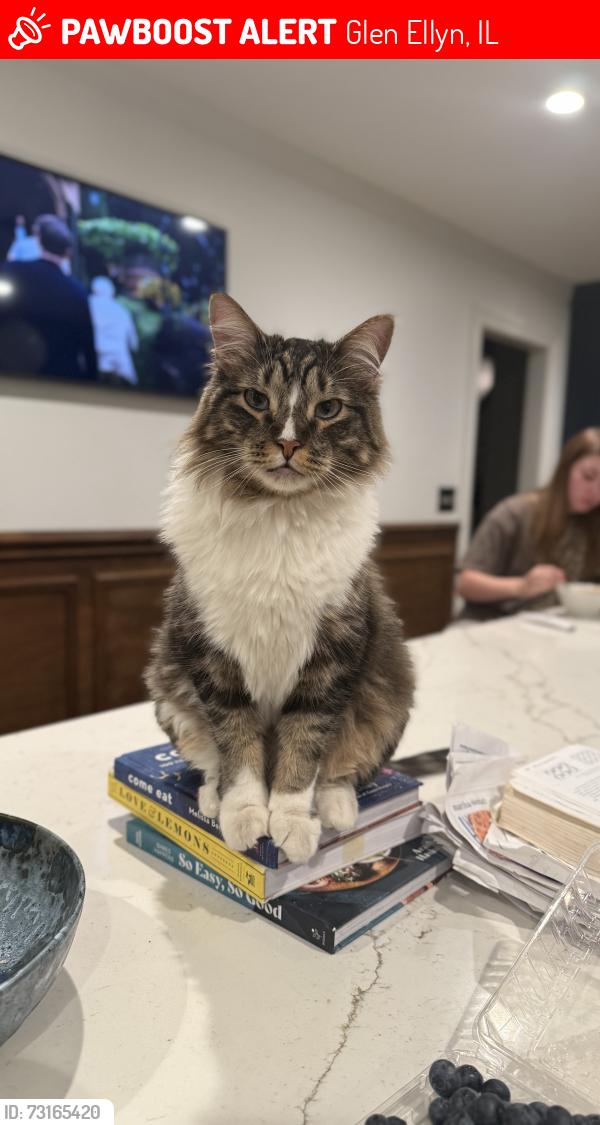 Lost Male Cat last seen Park Blvd, Parkview Elementary, Glen Ellyn, IL 60137