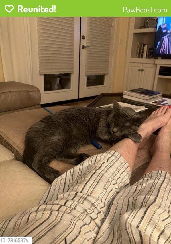 Reunited Male Cat last seen Pioneer, Tustin, CA 92782