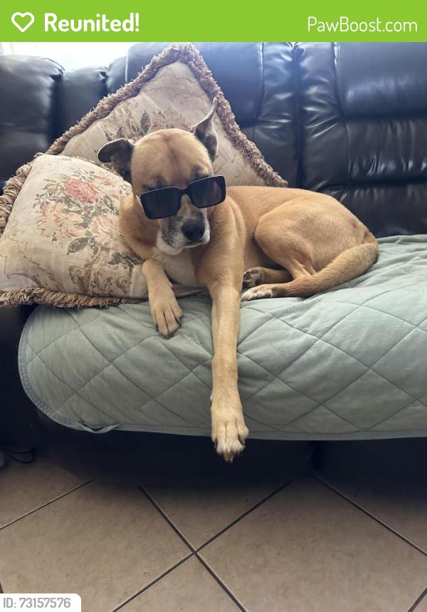Reunited Female Dog last seen East vista way next to ciao restaurant, Vista, CA 92084