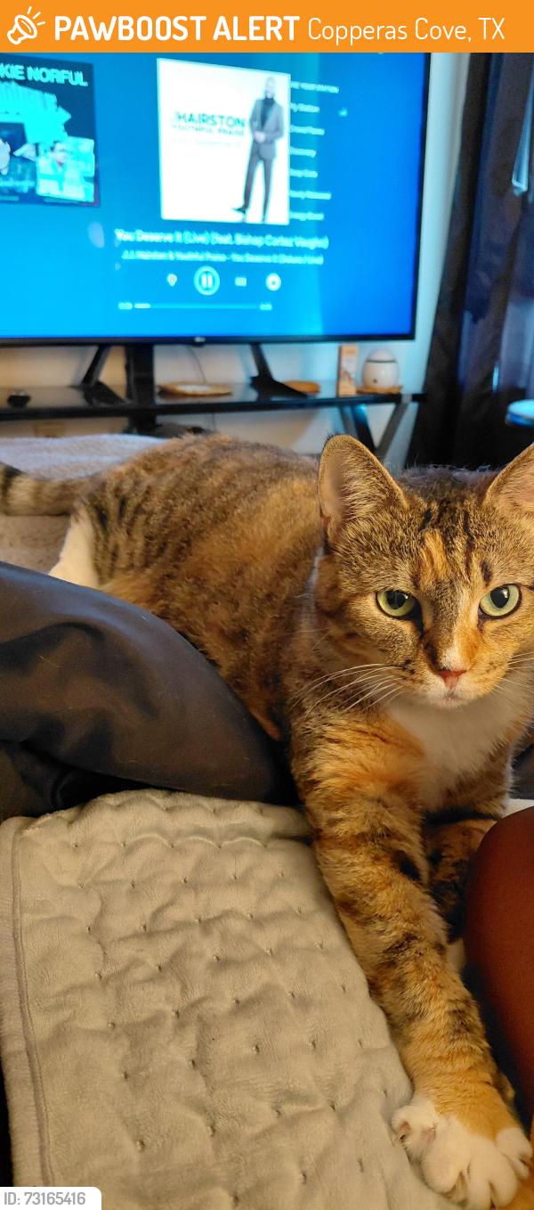 Found/Stray Female Cat last seen Hwy 190, Copperas Cove, TX 76522