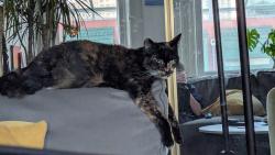 Reunited Female Cat last seen Vallejo & Powell, heading down the hill, San Francisco, CA 94133