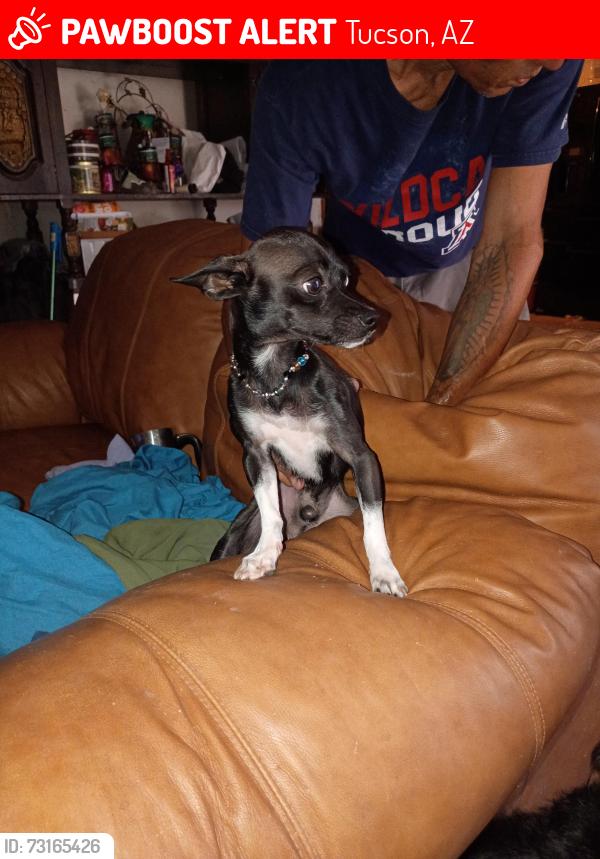 Lost Male Dog last seen veterans and 9th Ave, Tucson, AZ 85713