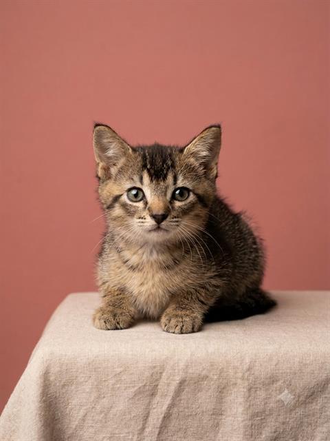 Shelter Stray Female Cat last seen Near BLOCK MAMIE RD, 2020 Forest St, Jacksonville, FL 32204, USA