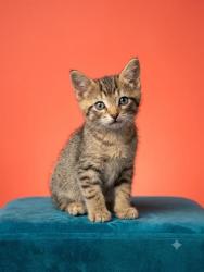 Shelter Stray Male Cat last seen Near BLOCK MAMIE RD, 2020 Forest St, Jacksonville, FL 32204, USA