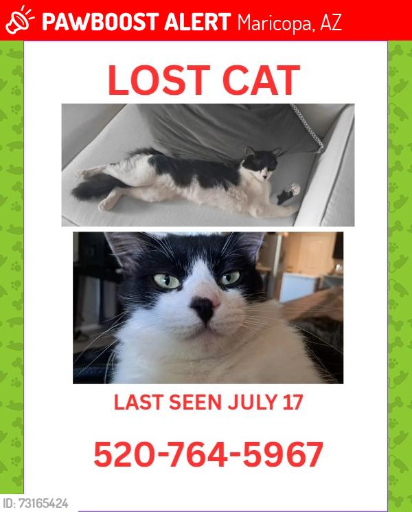 Lost Male Cat last seen N Costa Del Sol Blvd , Santa Cruz Elementary School,, Maricopa, AZ 85138