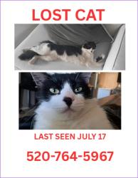 Lost Male Cat last seen N Costa Del Sol Blvd , Santa Cruz Elementary School,, Maricopa, AZ 85138
