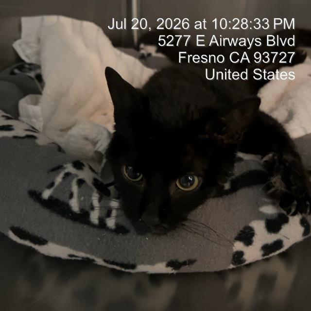 Shelter Stray Female Cat last seen Near BLOCK N BARTON AVE, FRESNO CA 93720 1451, 5277 E Airways Blvd, Fresno, CA 93727, USA