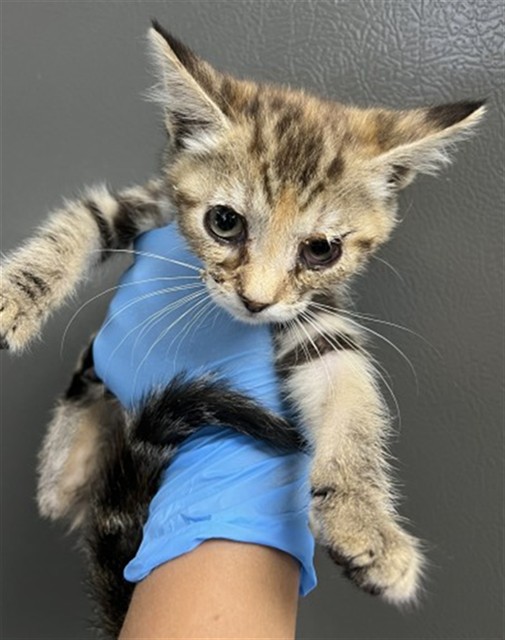 Shelter Stray Female Cat last seen CALIFORNIA ST X PARK AVE, 333 Chandler Pl, San Bernardino, CA 92408, USA