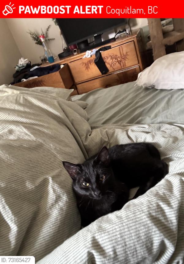 Lost Female Cat last seen Hornby St, Coquitlam, BC 