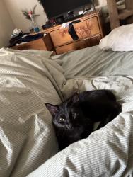 Lost Female Cat last seen Hornby St, Coquitlam, BC 