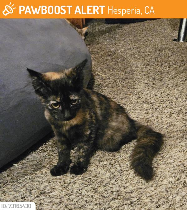 Found/Stray Unknown Cat last seen Near Maple Ave, Hesperia, CA 92344, Hesperia, CA 92344