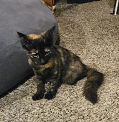Found/Stray Unknown Cat last seen Near Maple Ave, Hesperia, CA 92344, Hesperia, CA 92344