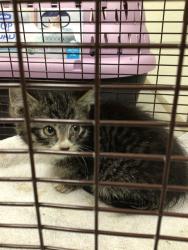 Shelter Stray Male Cat last seen W 99TH AVE/HURON ST, 12155 Park Blvd, Brighton, CO 80601, USA