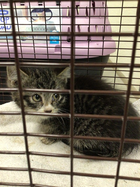 Shelter Stray Male Cat last seen W 99TH AVE/HURON ST, 12155 Park Blvd, Brighton, CO 80601, USA