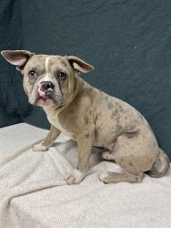 Shelter Stray Male Dog last seen , 38550 Sierra Hwy, Palmdale, CA 93550, USA