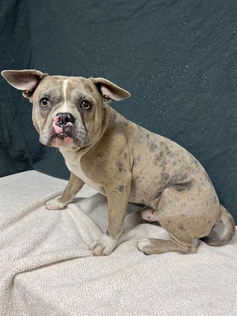 Shelter Stray Male Dog last seen , 38550 Sierra Hwy, Palmdale, CA 93550, USA