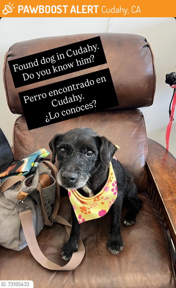 Found/Stray Male Dog last seen Atlantic and Elizabeth, Cudahy, CA 90201