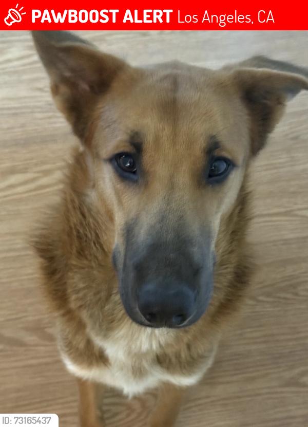 Lost Male Dog last seen Windsor square, Los Angeles, CA 90010