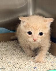 Shelter Stray Male Cat last seen WHISNAUTAT ST BAKERSFIELD, 201 S Mt Vernon Ave, Bakersfield, CA 93307, USA