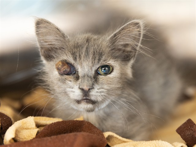 Shelter Stray Female Cat last seen Near BLOCK W CLOUSE DR, 5501 E Van Buren St, Phoenix, AZ 85008, USA