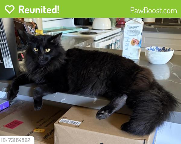 Reunited Male Cat last seen Littlerock Rd SW, Tumwater, WA 98512