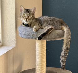 Lost Female Cat last seen Llano near Woodland Hills Elementary, Los Angeles, CA 91364