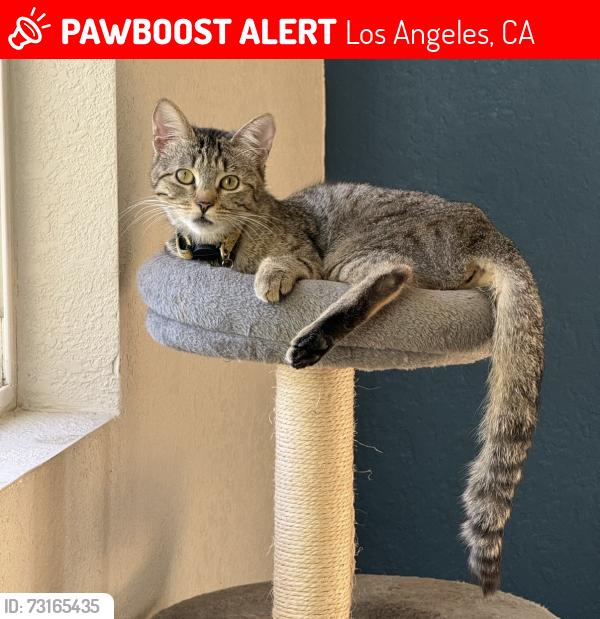 Lost Female Cat last seen Llano near Woodland Hills Elementary, Los Angeles, CA 91364