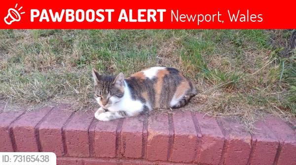 Lost Female Cat last seen Welsh water pumping station, Newport, Wales 