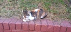 Lost Female Cat last seen Welsh water pumping station, Newport, Wales 