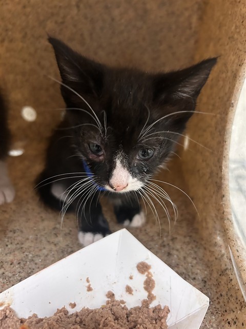 Shelter Stray Male Cat last seen Near BLOCK NOPAL PL, RIVERSIDE CA 92503, 6851 Van Buren Boulevard, Jurupa Valley, CA 92509, USA