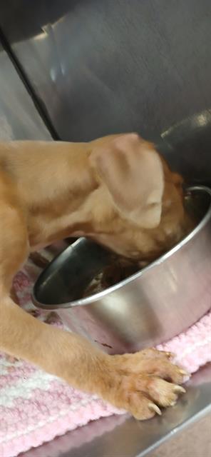 Shelter Stray Female Dog last seen OAKGROVE CT, 127 Humane Ln, Columbia, SC 29201, USA