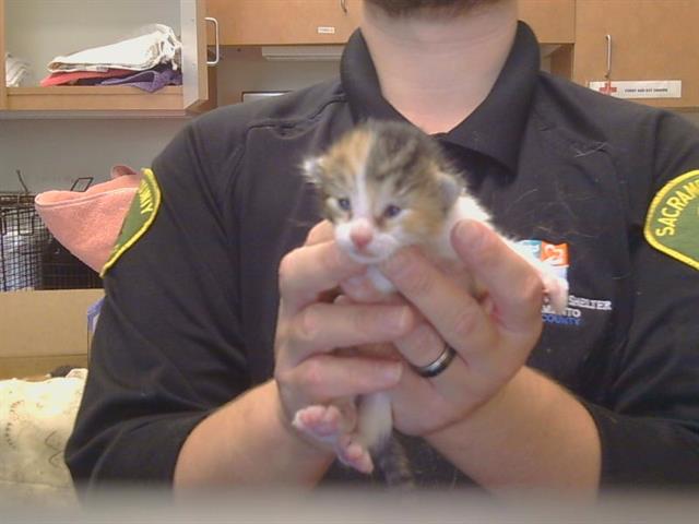 Shelter Stray Female Cat last seen WEST PKWY/FOREST PKWY, 95823, 3839 Bradshaw Rd, Sacramento, CA 95827, USA