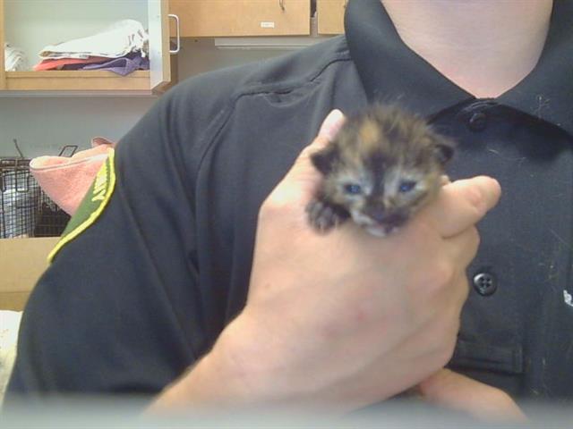 Shelter Stray Female Cat last seen WEST PKWY/FOREST PKWY, 95823, 3839 Bradshaw Rd, Sacramento, CA 95827, USA