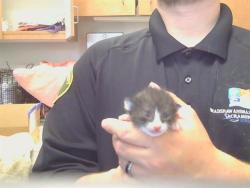 Shelter Stray Female Cat last seen WEST PKWY/FOREST PKWY, 95823, 3839 Bradshaw Rd, Sacramento, CA 95827, USA