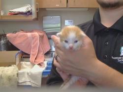 Shelter Stray Male Cat last seen WEST PKWY/FOREST PKWY, 95823, 3839 Bradshaw Rd, Sacramento, CA 95827, USA