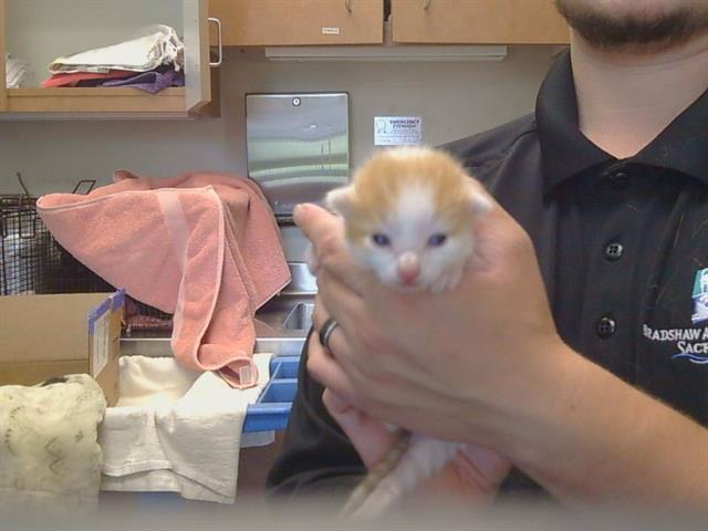 Shelter Stray Male Cat last seen WEST PKWY/FOREST PKWY, 95823, 3839 Bradshaw Rd, Sacramento, CA 95827, USA