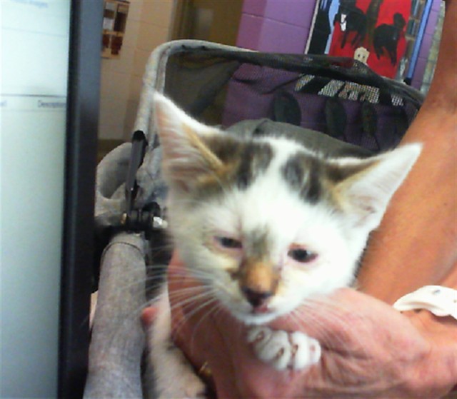Shelter Stray Male Cat last seen CARL JONES, 4950 SW Triana Blvd, Huntsville, AL 35805, USA