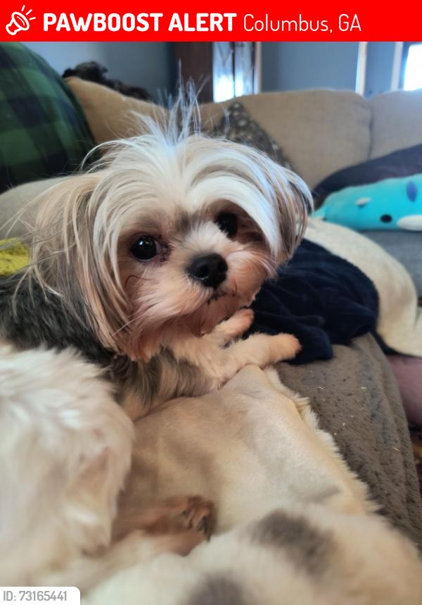 Lost Female Dog last seen Birchwood Dr, Columbus, GA 31909