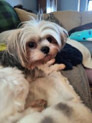 Lost Female Dog last seen Birchwood Dr, Columbus, GA 31909