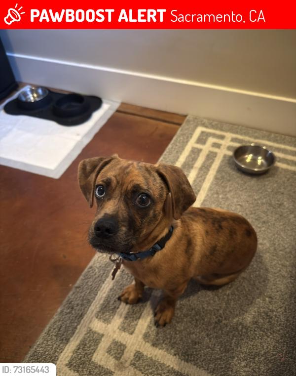 Lost Female Dog last seen Fremont Park, Sacramento, CA 95811