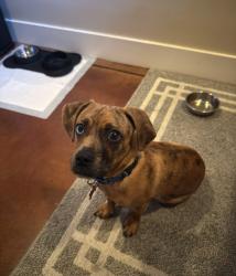 Lost Female Dog last seen Fremont Park, Sacramento, CA 95811