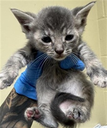 Shelter Stray Female Cat last seen BROADWAY & MARINA VIEW DR, 2127 Front St, Sacramento, CA 95818, USA