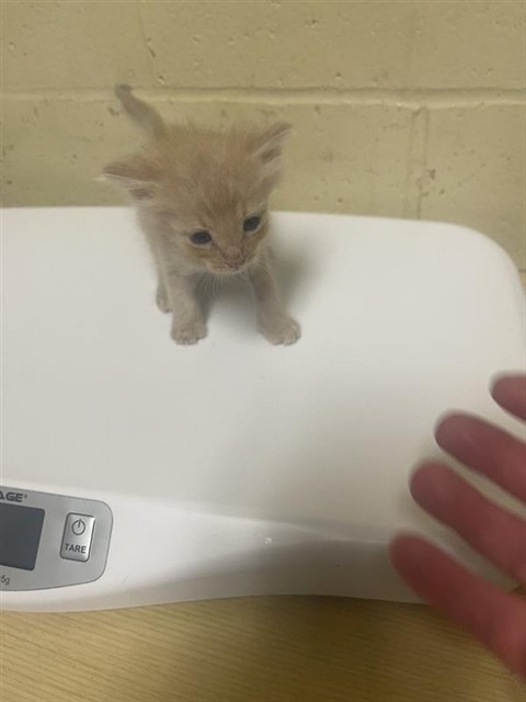 Shelter Stray Male Cat last seen BROADWAY & MARINA VIEW DR, 2127 Front St, Sacramento, CA 95818, USA