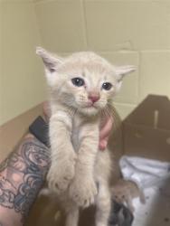 Shelter Stray Male Cat last seen BROADWAY & MARINA VIEW DR, 2127 Front St, Sacramento, CA 95818, USA