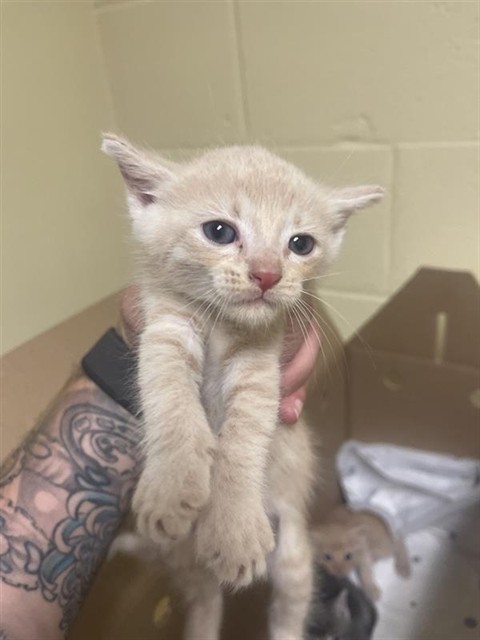 Shelter Stray Male Cat last seen BROADWAY & MARINA VIEW DR, 2127 Front St, Sacramento, CA 95818, USA