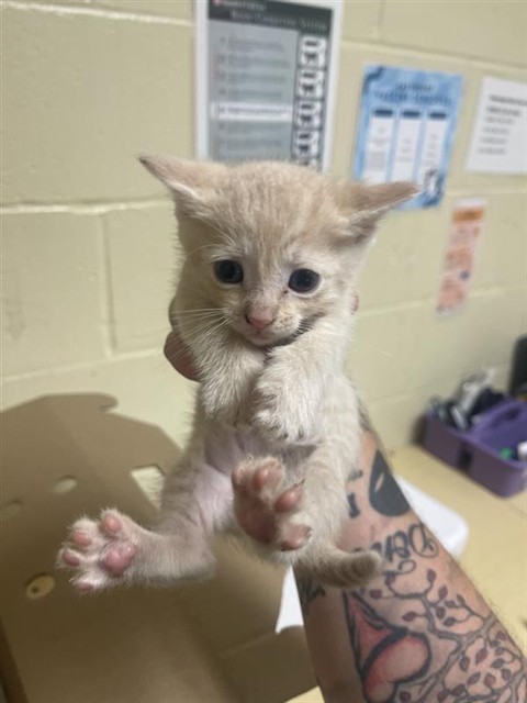 Shelter Stray Male Cat last seen BROADWAY & MARINA VIEW DR, 2127 Front St, Sacramento, CA 95818, USA