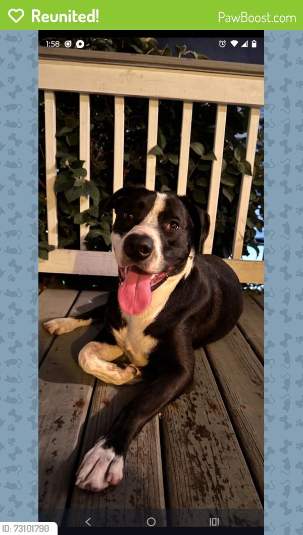 Reunited Male Dog last seen West 131st Cleveland Ohio 44111, Cleveland, OH 44111
