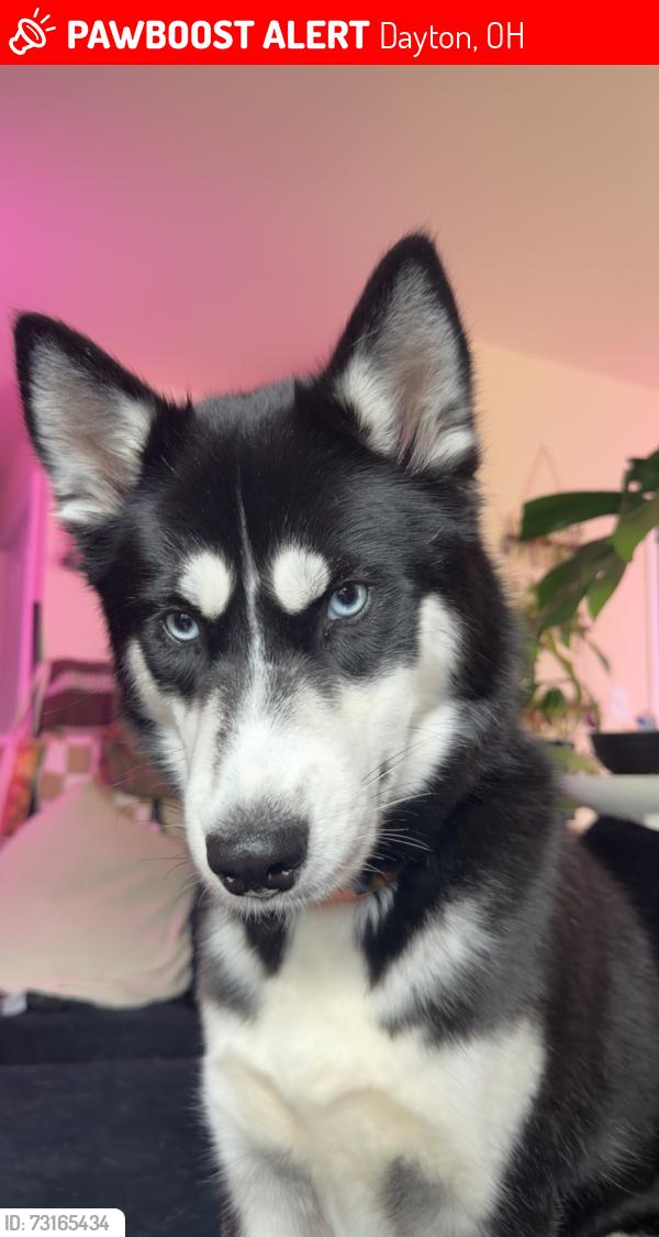 Lost Female Dog last seen zink and colonel glenn behind Meijer, Dayton, OH 45433