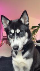 Lost Female Dog last seen zink and colonel glenn behind Meijer, Dayton, OH 45433